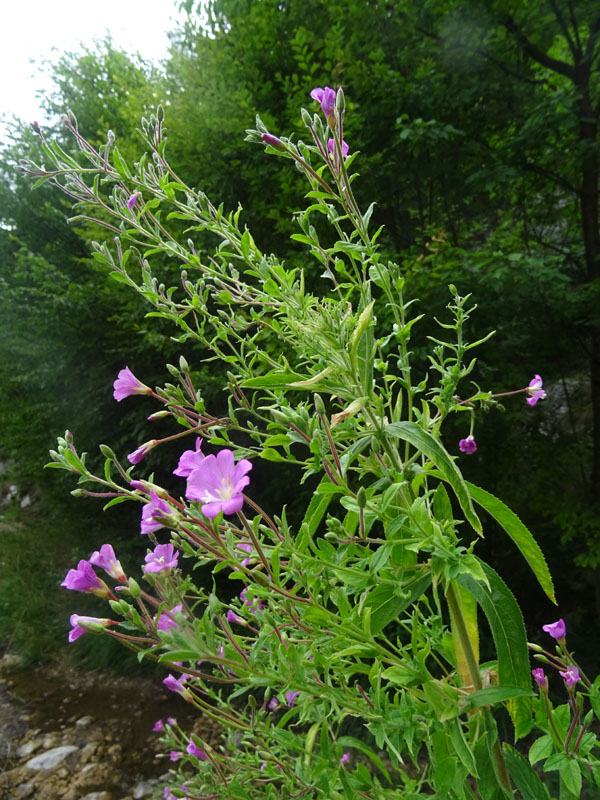 Epilobium hirsutum / Garofanino dacqua